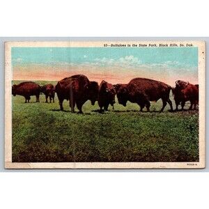 Postcard South Dakota Black Hills Buffaloes in the State Park Bison Linen 1948